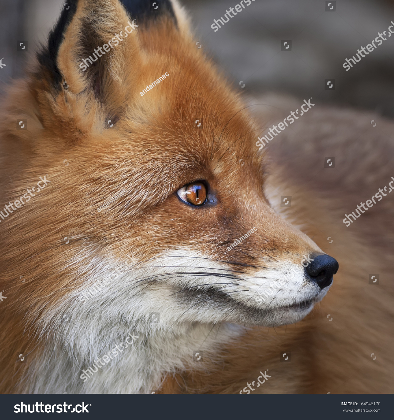 Фĺ  ,vulpes