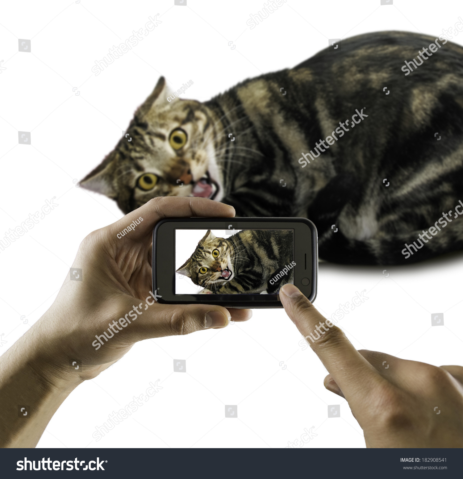 猫不喜欢用你的手机拍照-动物\/野生生物,科技-