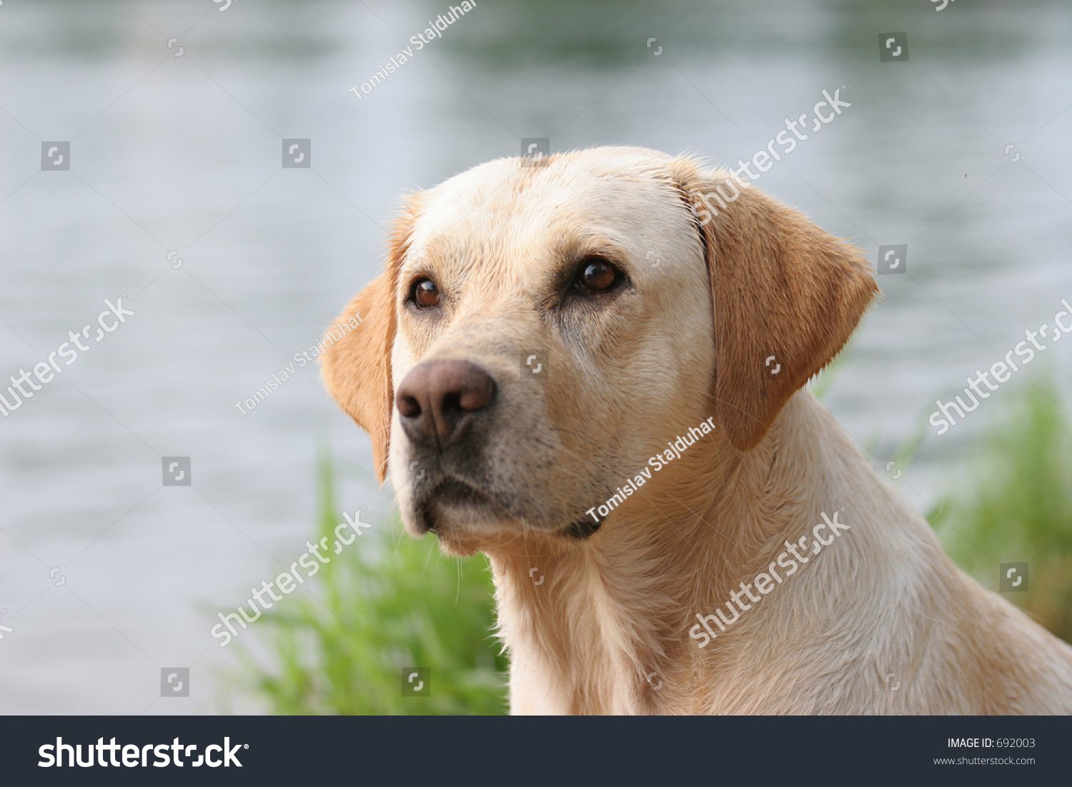 拉布拉多寻回犬肖像、湿外套-公园\/户外,动物\/