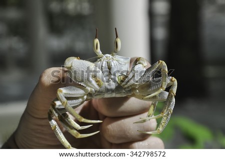 mans hand holding sea crab with claws on nature background