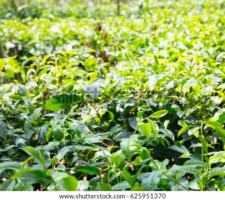 ceylon tea bushes, green plantations of sri lanka