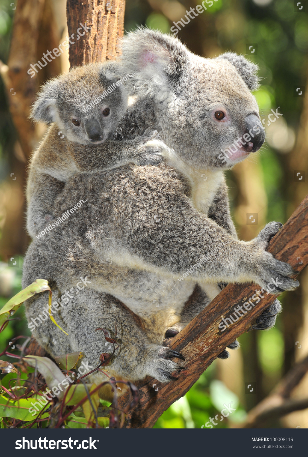 澳大利亚考拉熊与她的婴儿或乔伊在桉树或桉树,悉尼,澳大利亚新南