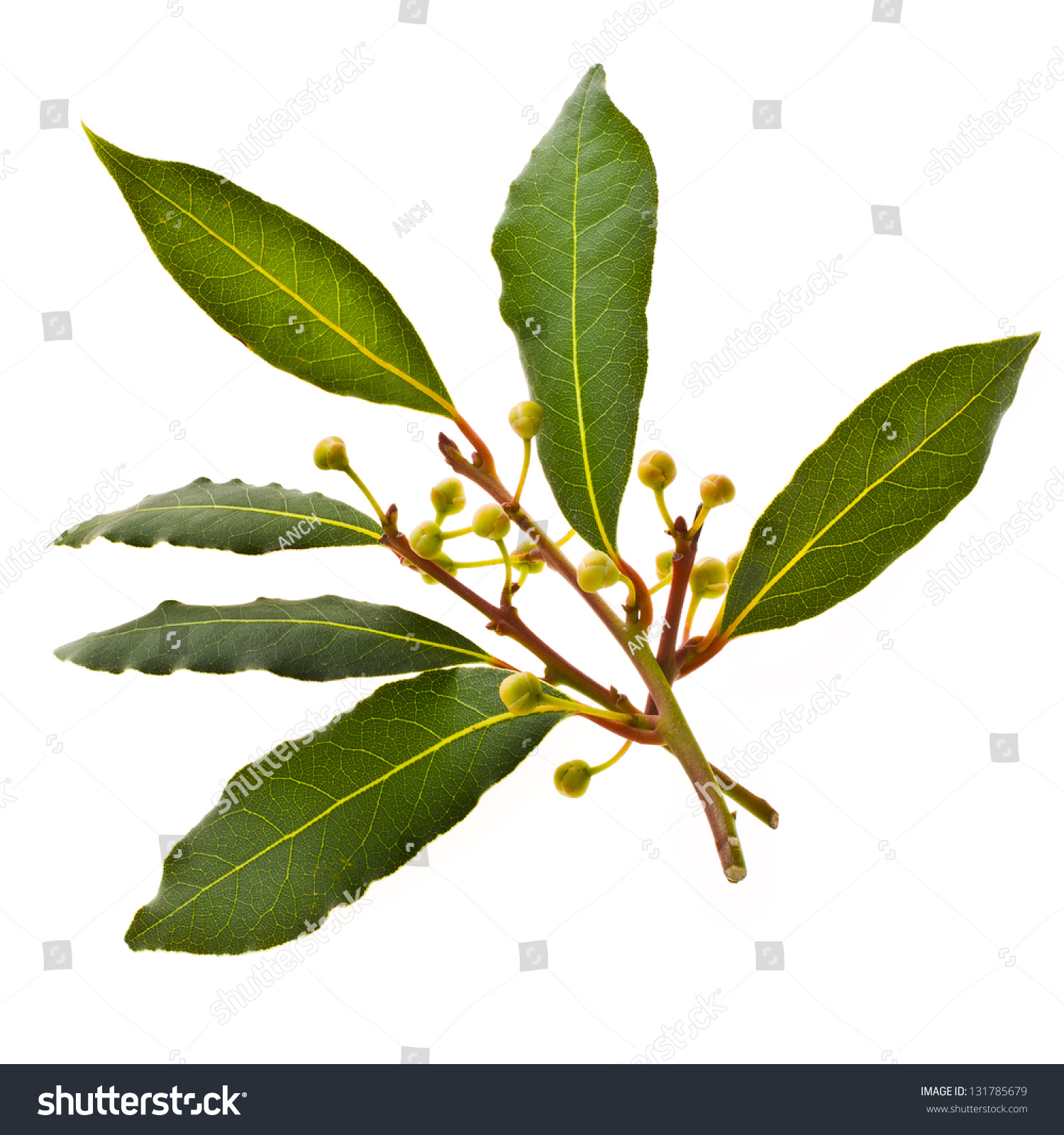 新鲜的月桂树叶孤立在白色背景