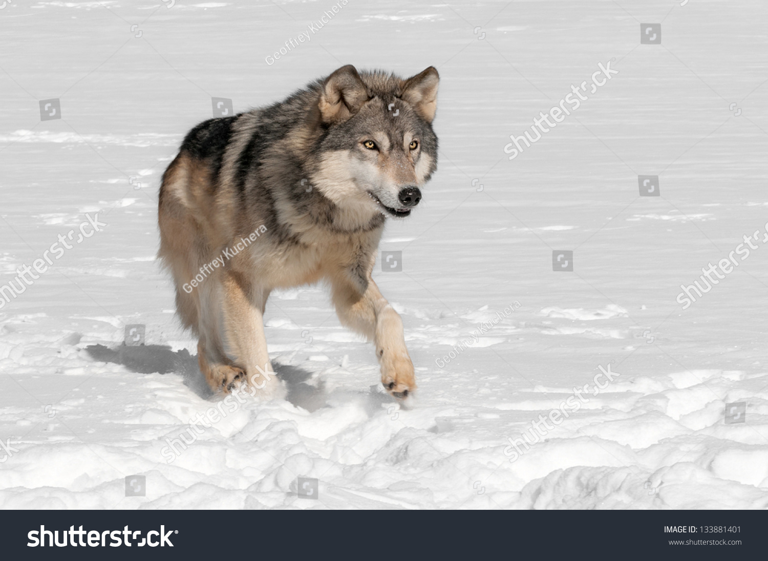 灰太狼种(canis lupus)沿着雪-圈养动物-动物/野生