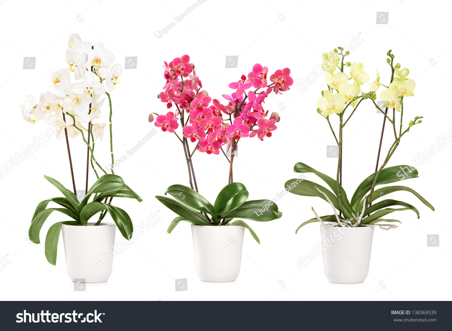 三朵盛开的兰花在花盆里,白色背景上孤立-物体,自然-海洛创意(hellorf