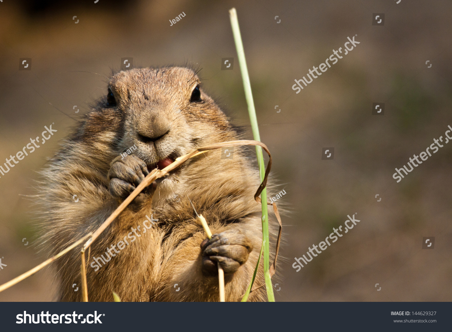 黑尾草原犬鼠(cynomys ludovicianus)-动物/野生生物