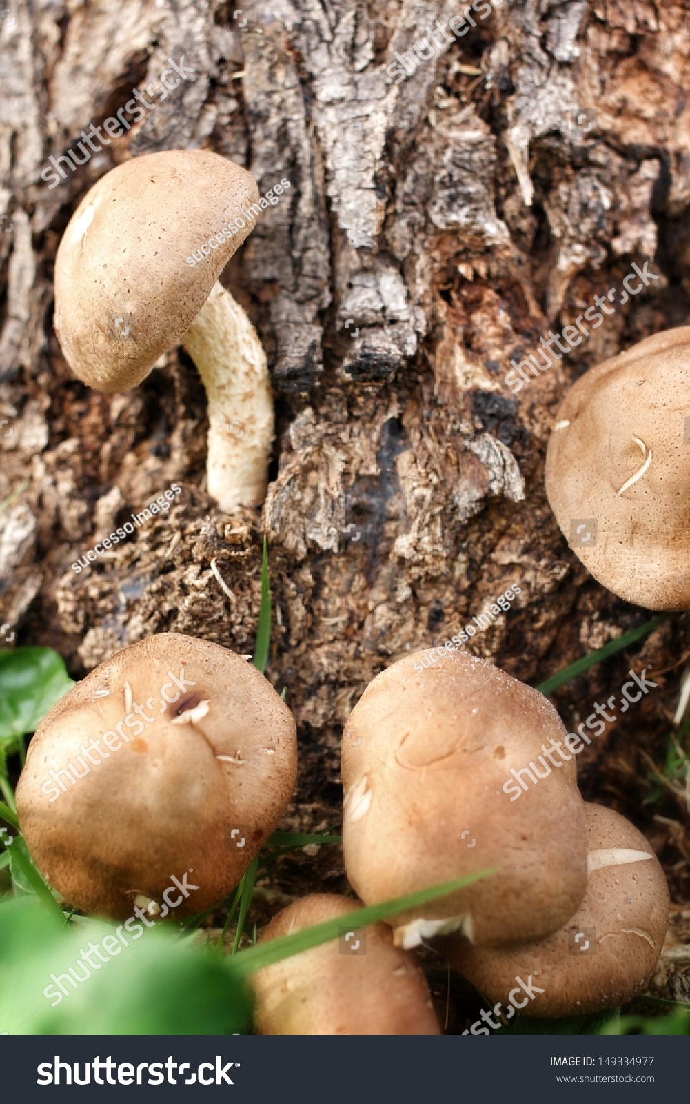 新鲜香菇树-食品及饮料-海洛创意(hellorf)-shutterstock中国独家合作