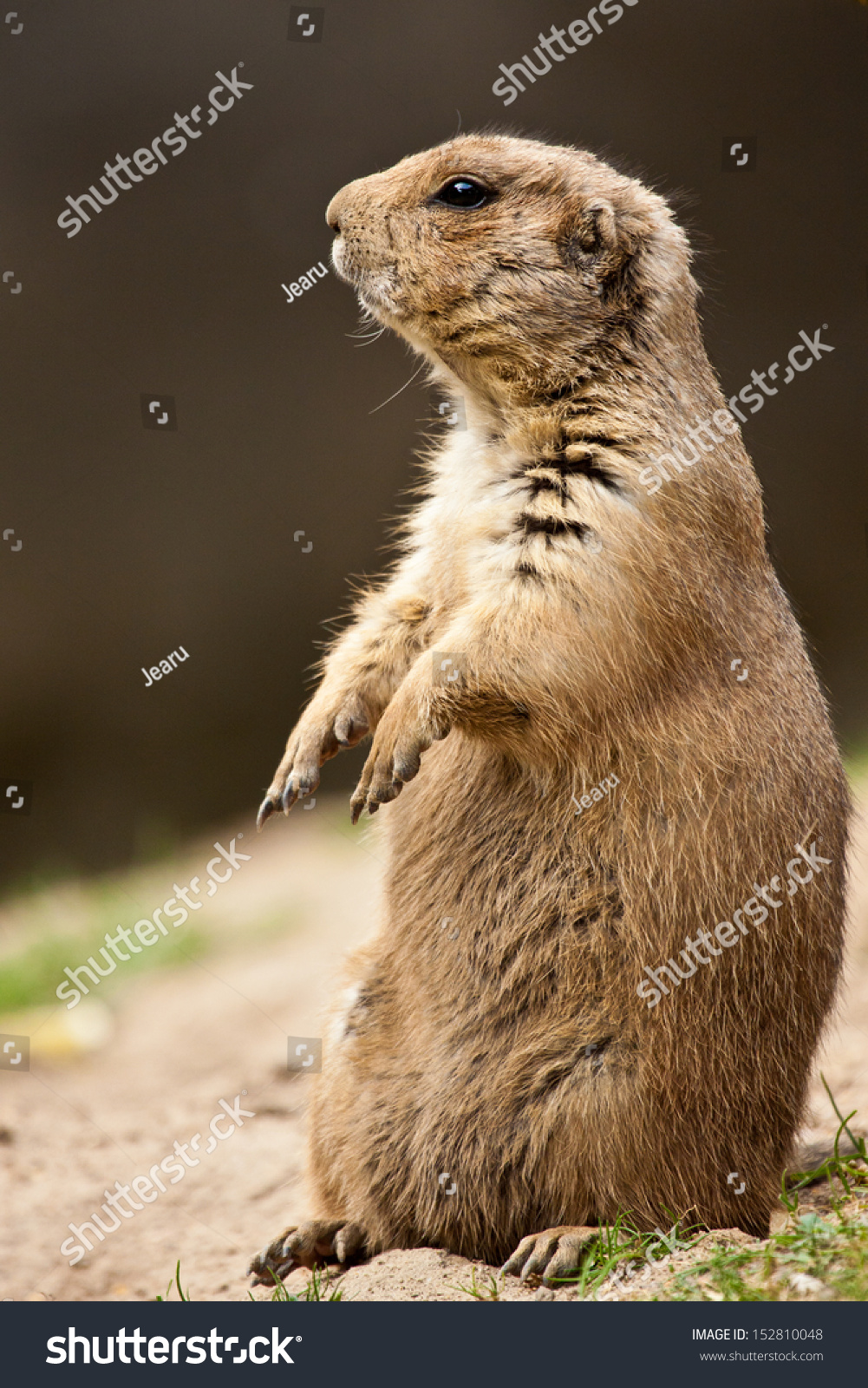 黑尾草原犬鼠(cynomys ludovicianus)-动物/野生生物,自然-海洛创意