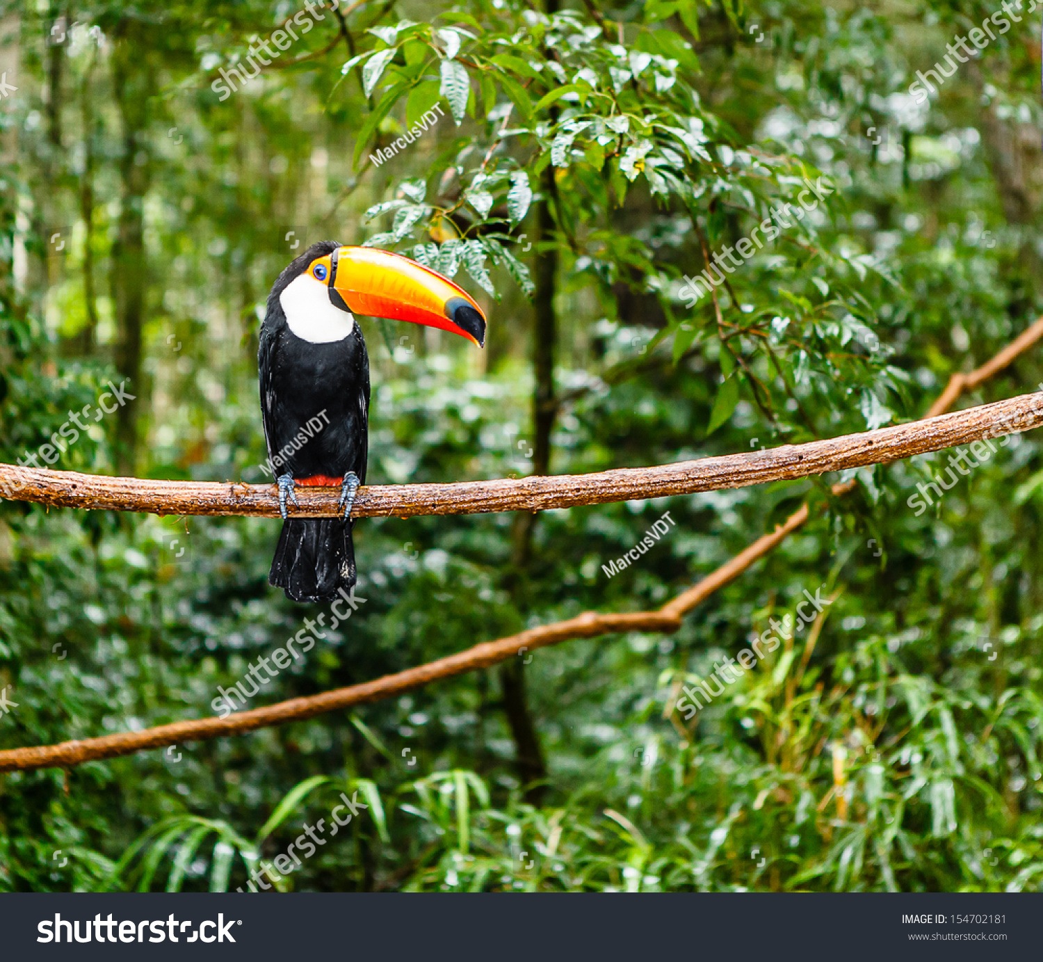 巨嘴鸟在雨林树木和树叶,雨后的清晨.