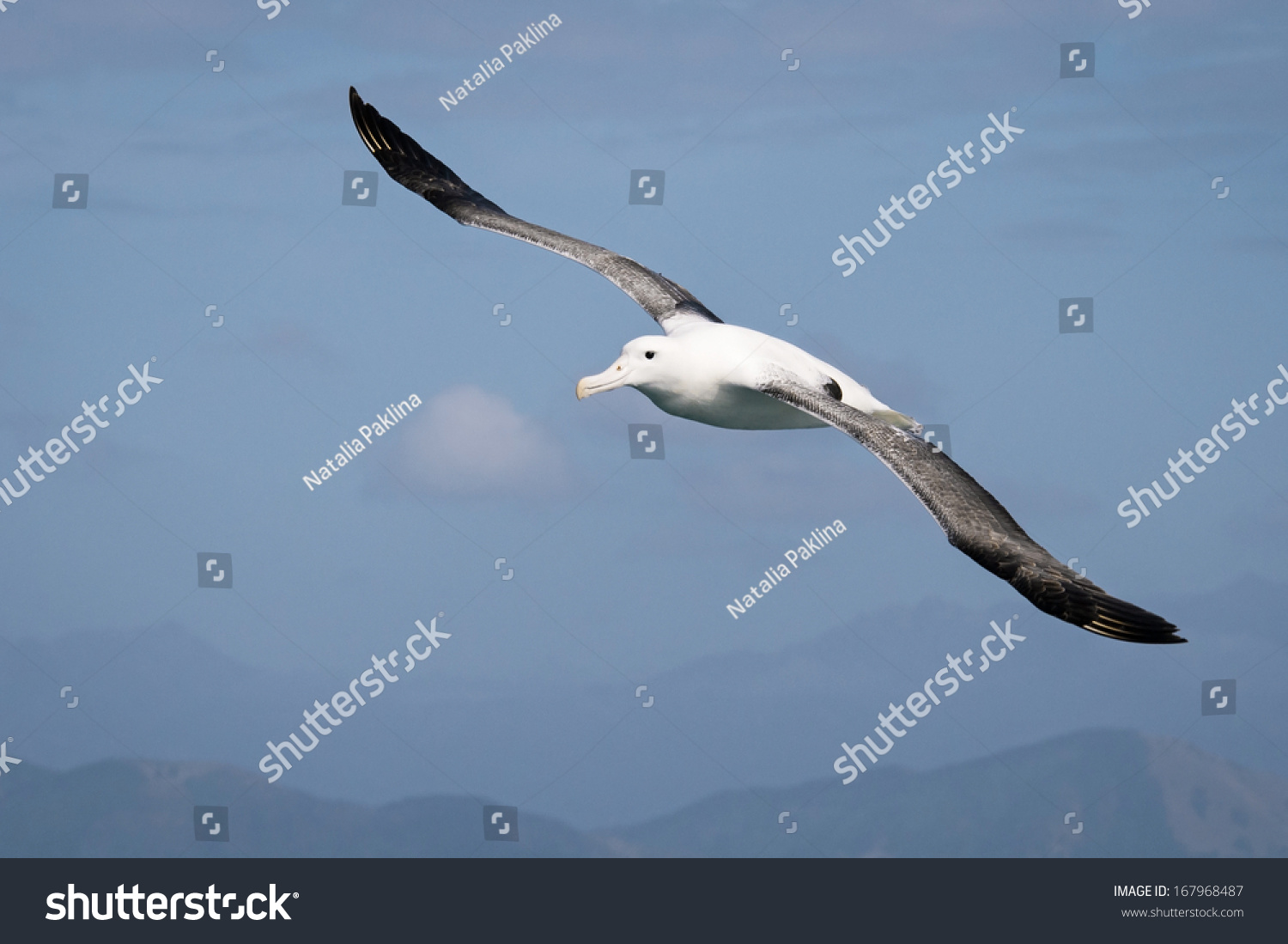 飞翔的信天翁-动物/野生生物,自然-海洛创意(hellorf)-shutterstock