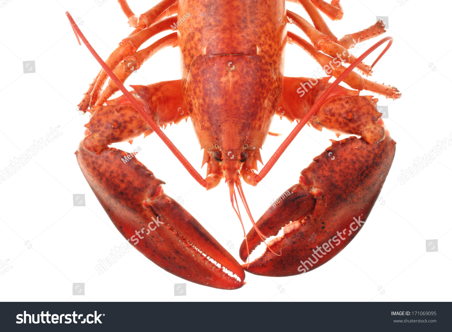 一个大红色的龙虾在白色背景-动物/野生生物,食品及饮料-海洛创意