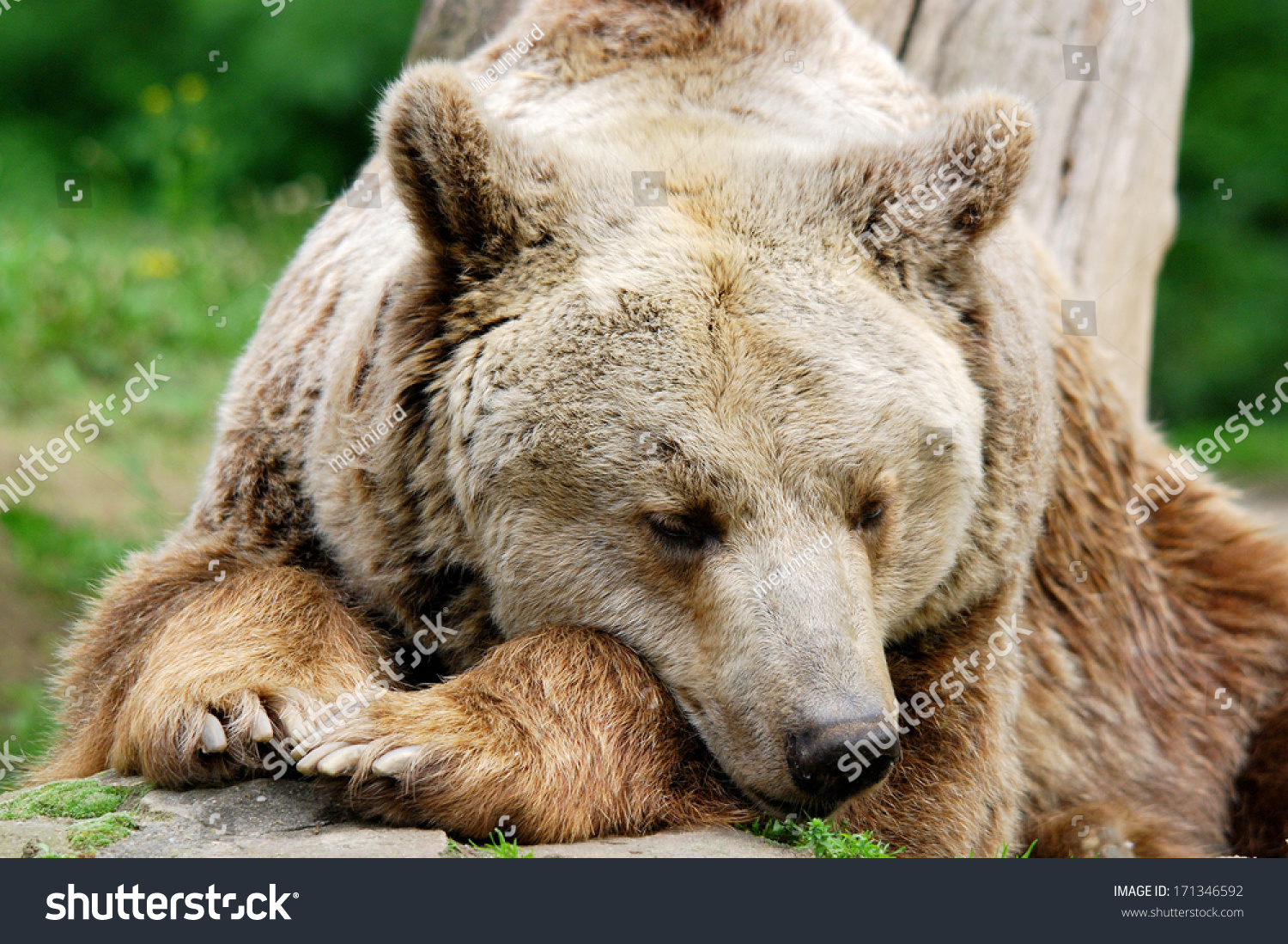 灰熊也称为白边真熊,灰熊,或北美棕熊,棕熊的一个亚种,通常生活在北美