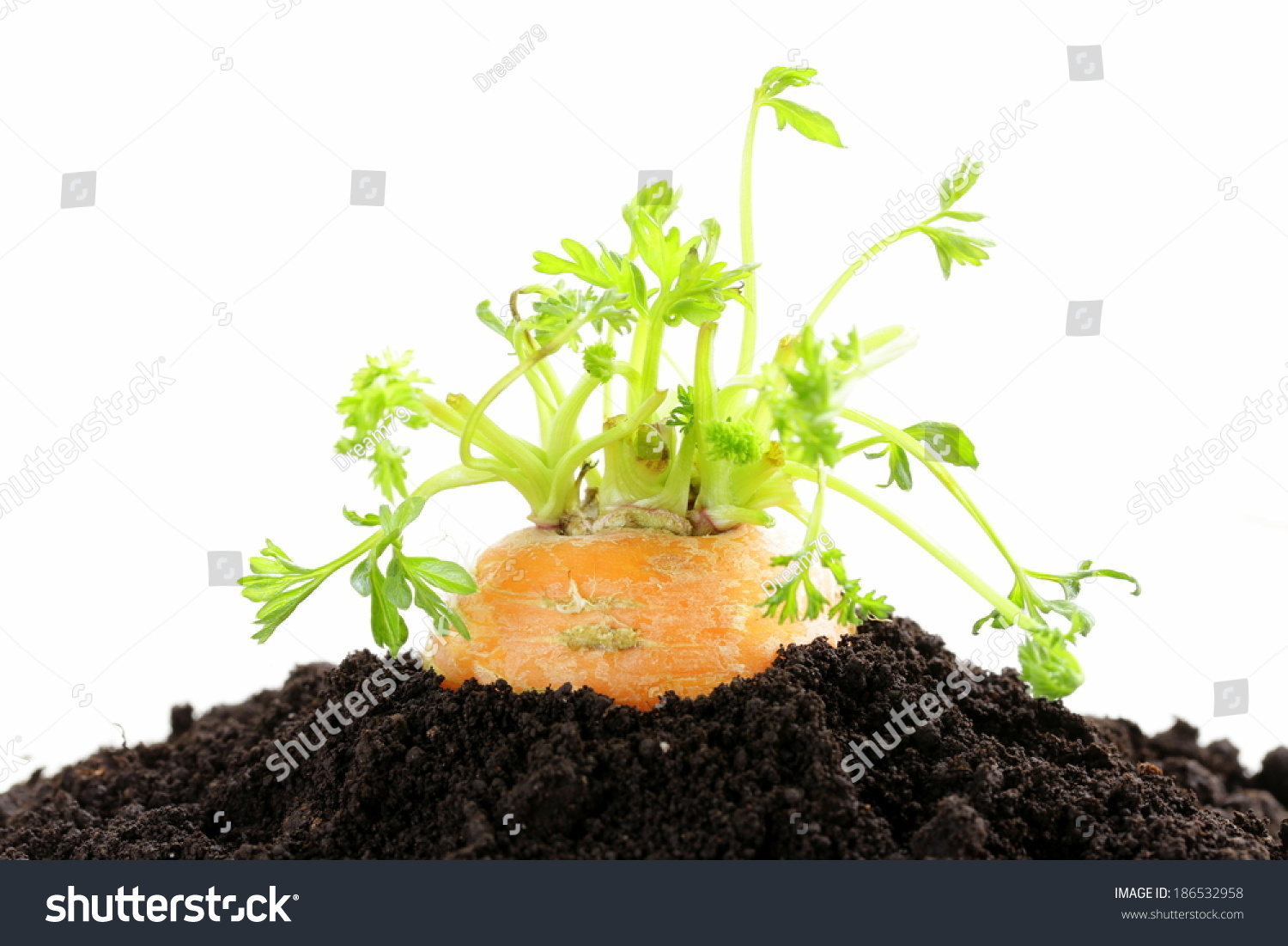 有机胡萝卜生长出地面,新鲜,天然食品-食品及饮料,自然-海洛创意