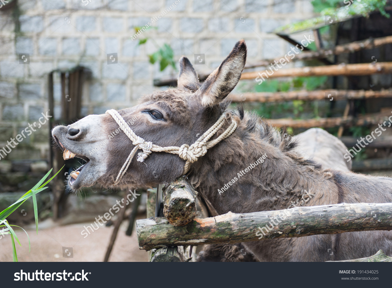 灰驴在其外壳与绳子头部防护吃草-动物/野生生物,自然-海洛创意(hello