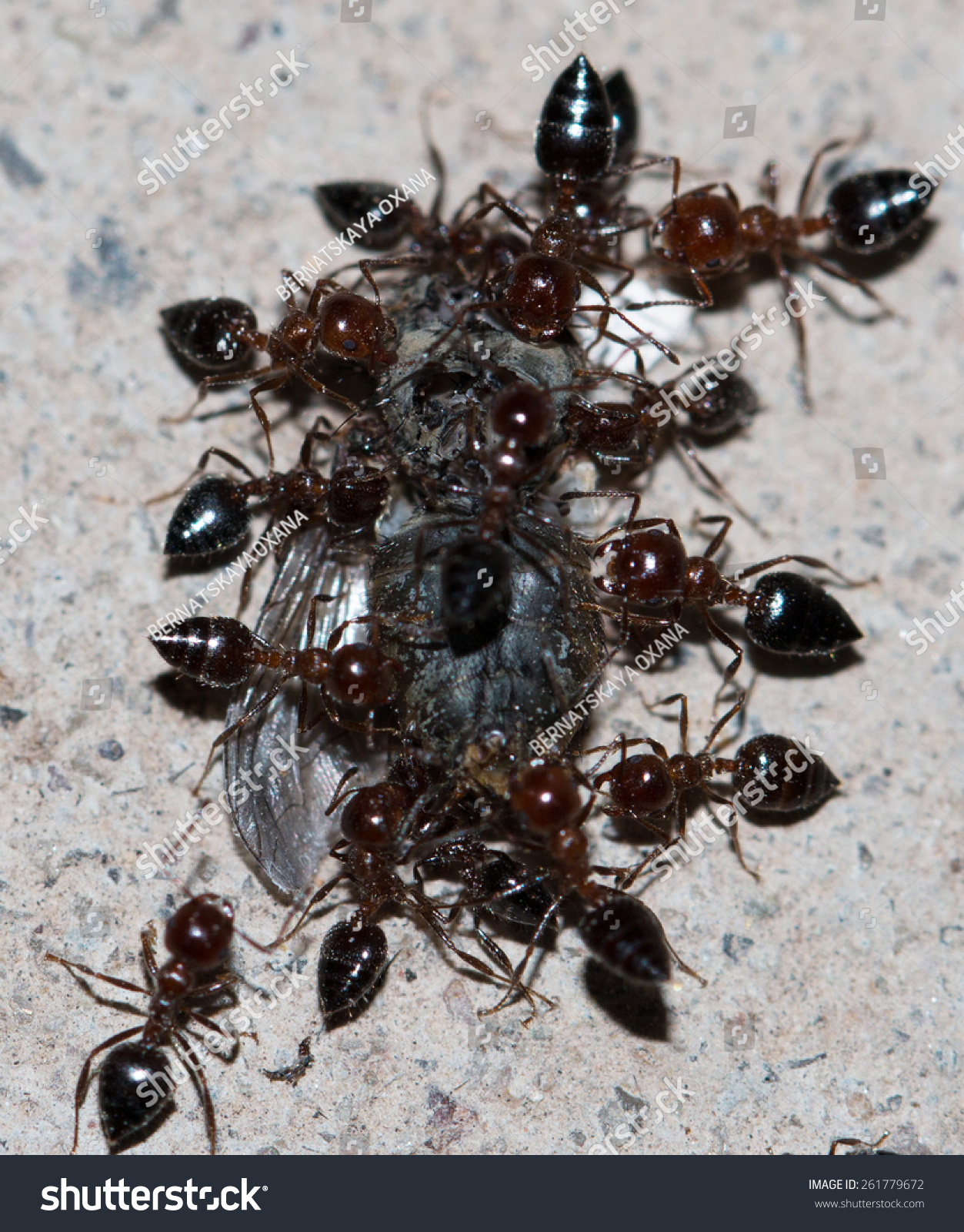 蚂蚁吃苍蝇-动物/野生生物,自然-海洛创意(hellorf)-shutterstock中国