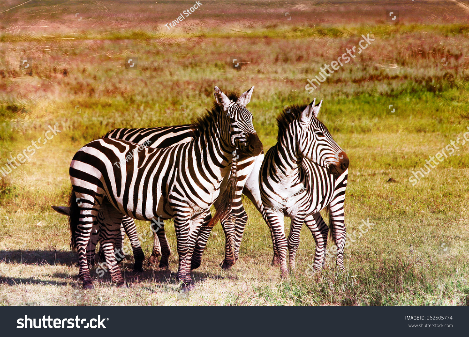 请登录 | 原标题 vintage style image of zebras in the ngorongoro