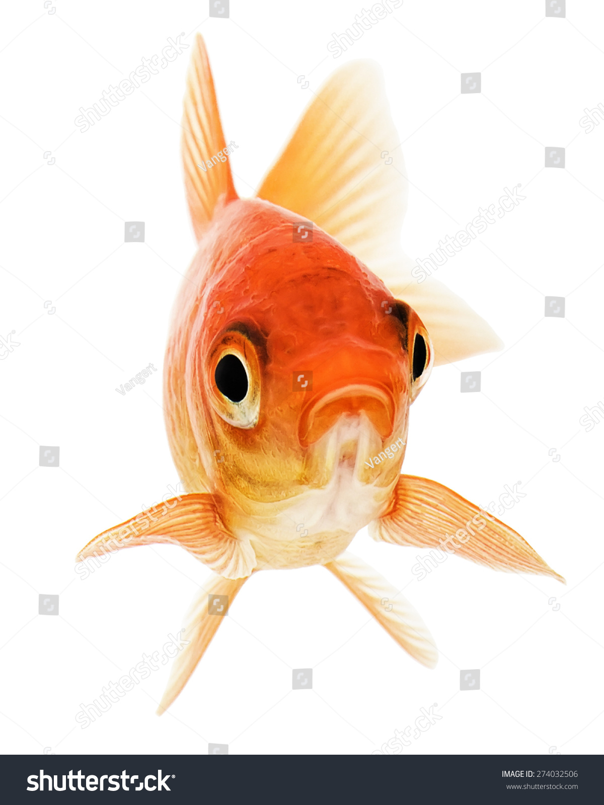 橙色金鱼孤立在白色背景-动物/野生生物,自然-海洛创意(hellorf)