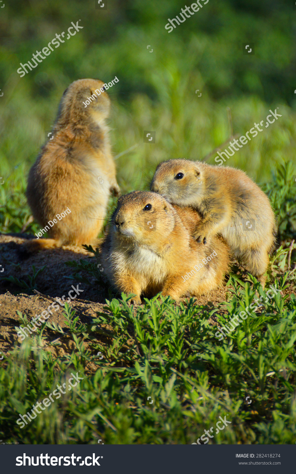 黑尾草原犬鼠在科罗拉多阳光玩-动物/野生生物,自然-海洛创意(hellorf