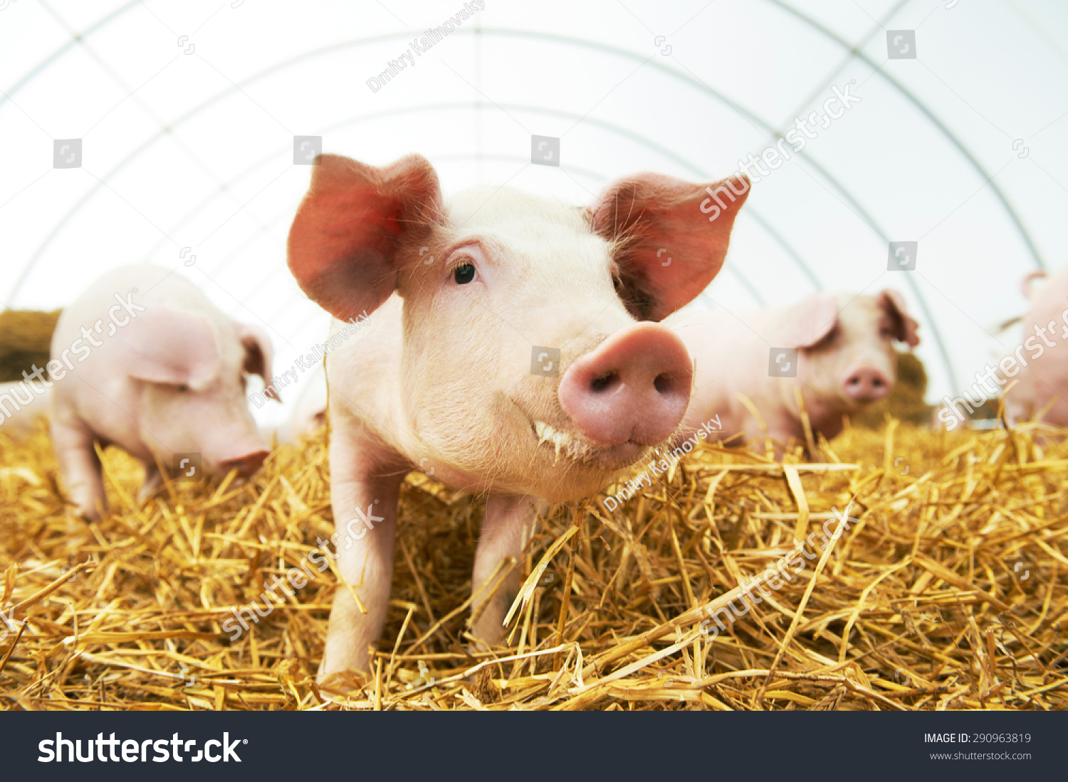 在猪群年轻的小猪在干草和秸秆饲养农场-动物/野生生物,工业-海洛创意