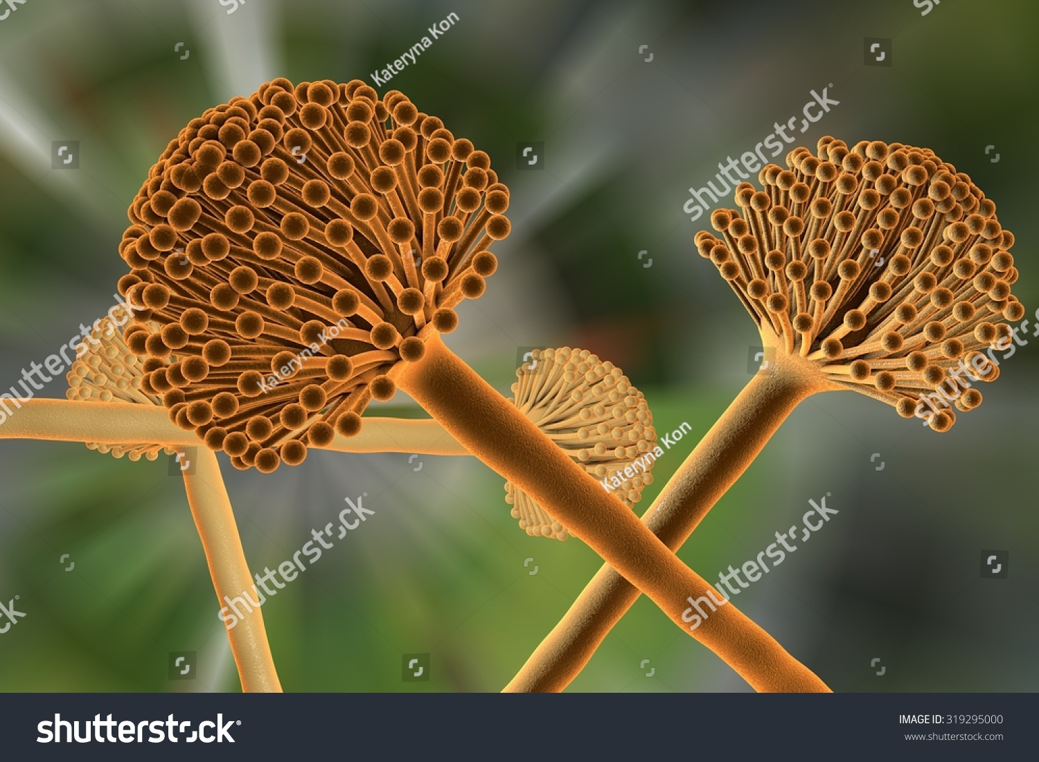 fungi aspergillus niger on colorful background, black mold