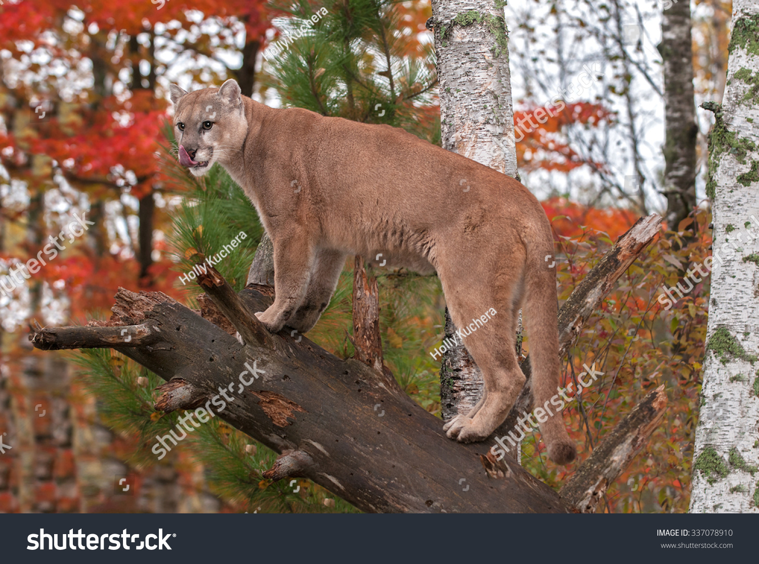 成年雄性美洲狮(彪马concolor)舔鼻子,圈养动物-动物/野生生物,自然
