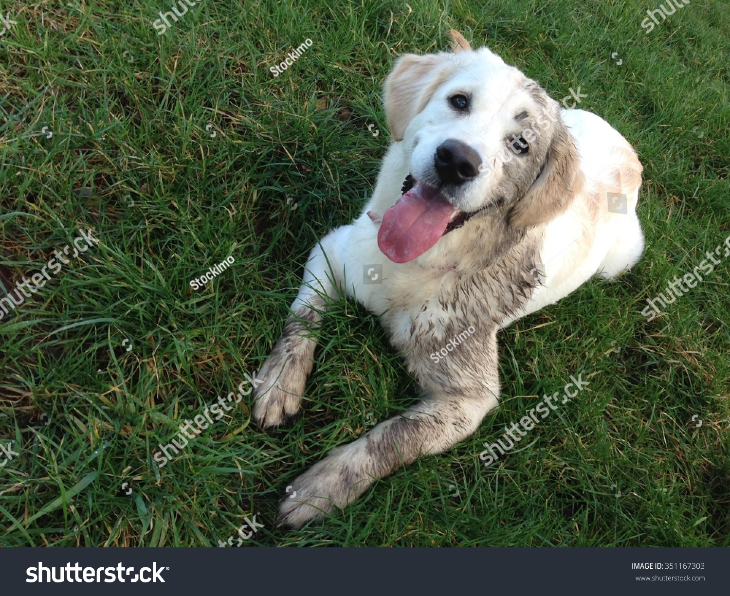 6 month old golden retriever dog lays on grass and is covered in