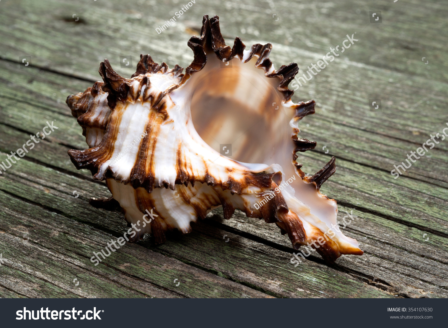 sea shell of sea snail on wooden background