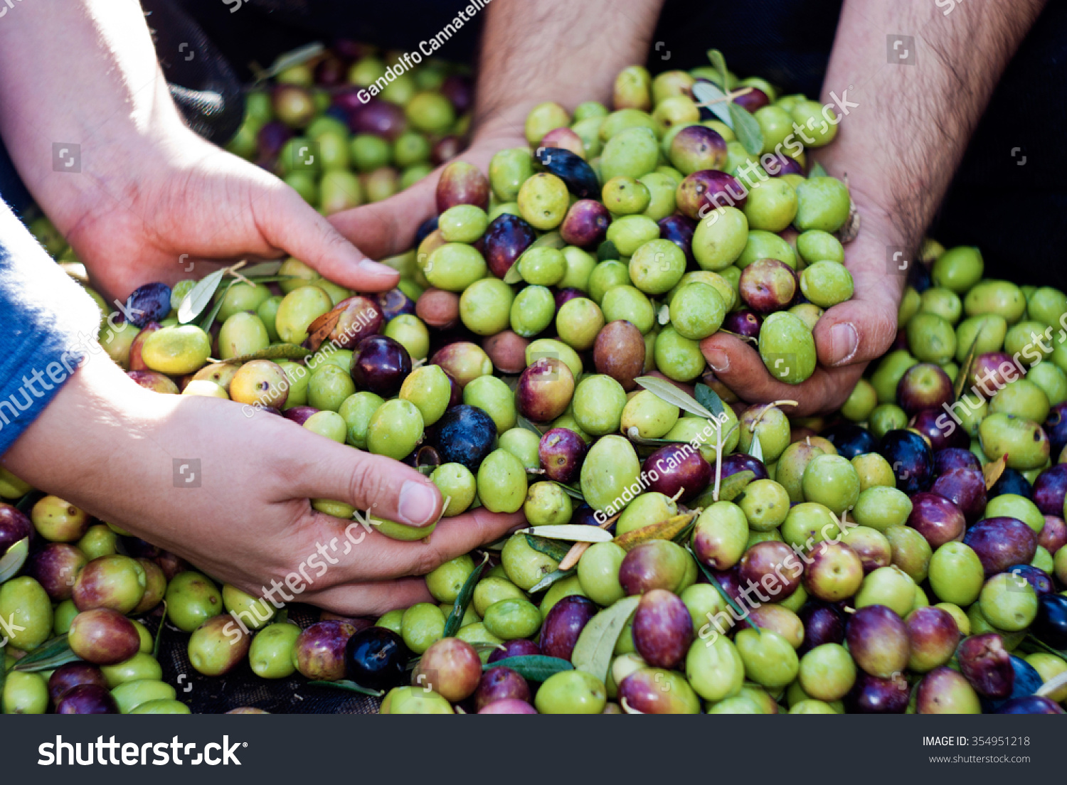 olives picking in sicily- italy-食品及饮料,公园/户外-海洛创意