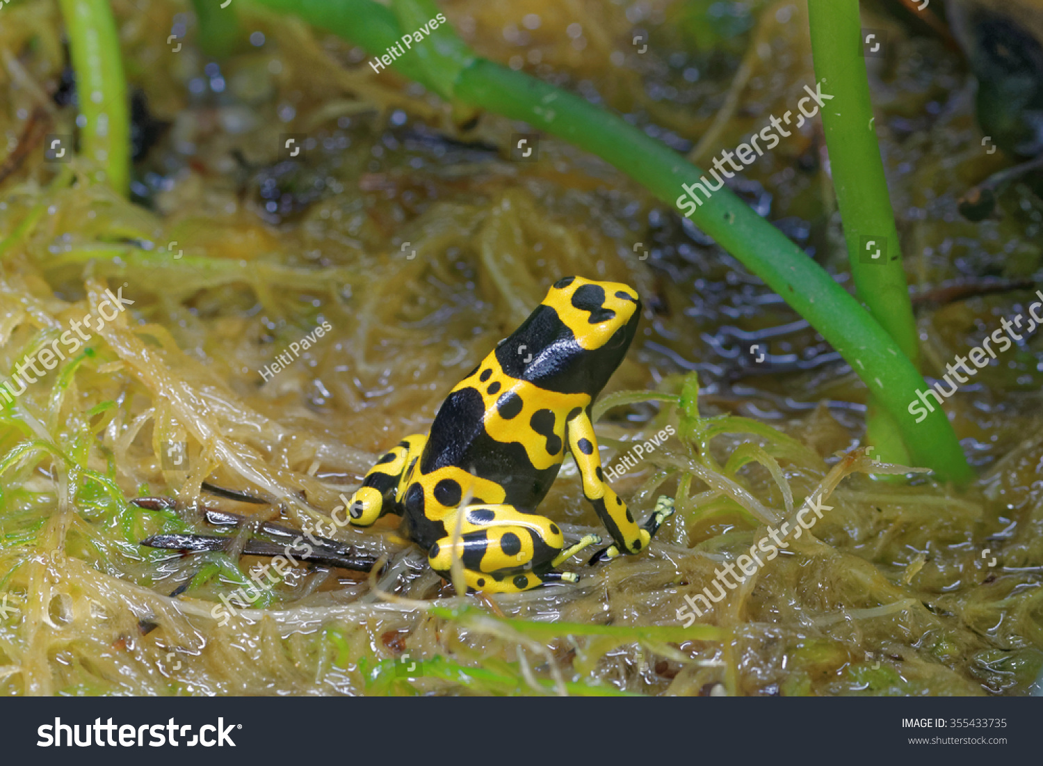 黄带箭毒蛙(dendrobates leucomelas),又名黄头毒镖蛙或大黄蜂毒蛙,从