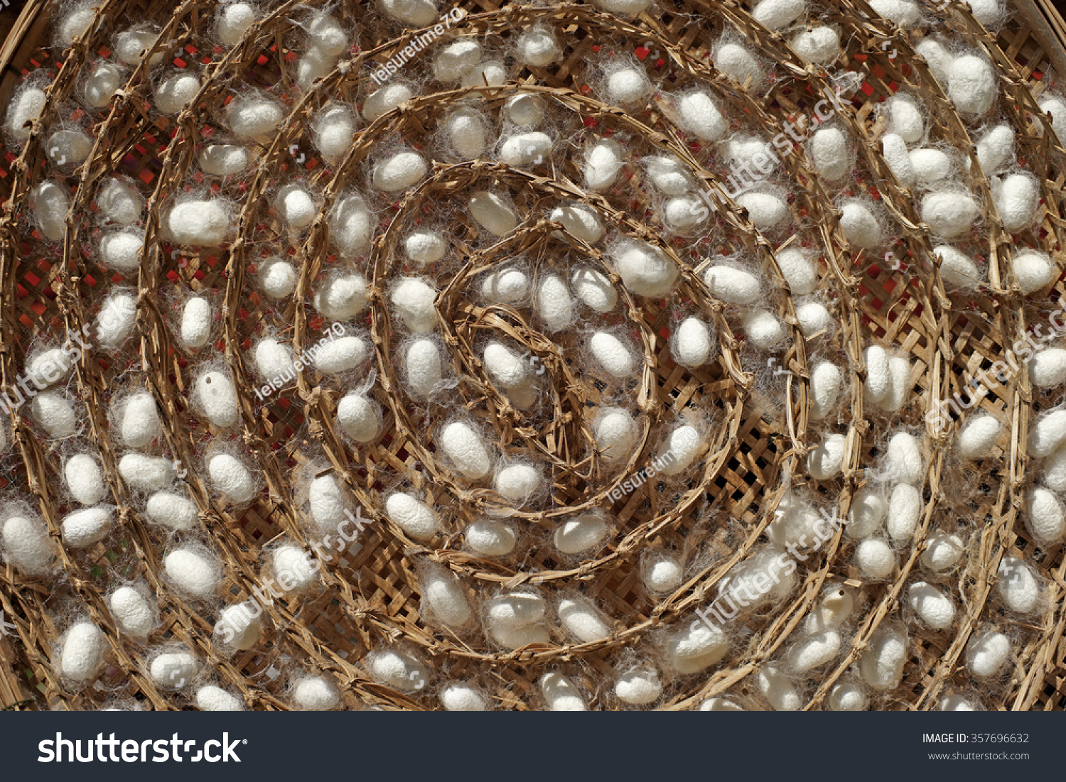 chrysalis white silkworm cocoons in nests, life cycle of silk