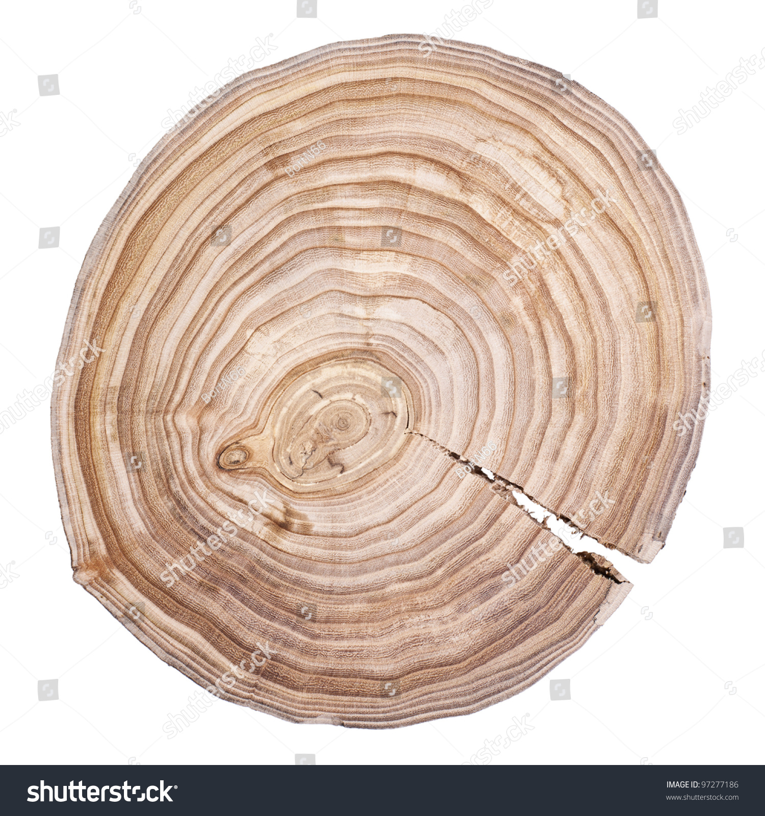 树的年轮.木制背景